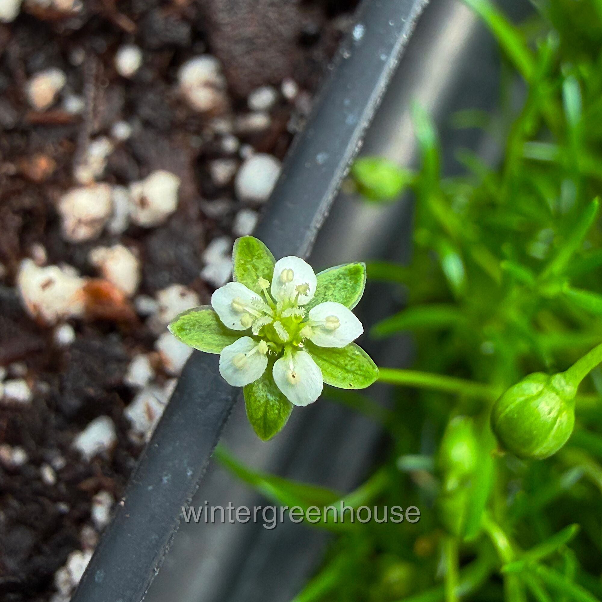 Sagina Subulata, Irish Moss Ground Cover - Pot Size: 4x 2.63x1.72x2.75" - Ground Cover Plants, Plant Collections