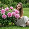 thumbnail image 2 of Peony, Low Maintenance - Easy Grow - Ideal for Beds Borders, Plant Pots & Planters, 2 of 6