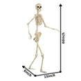 thumbnail image 4 of Seasons 5 FT Pose-N-Stay Life Size Skeleton with Realistic Posable and Movable Joints Halloween Decoration for Crazy Bonez Skeleton Line, 4 of 8