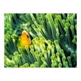 thumbnail image 3 of Tiptophomedecor Animal Wallpaper Wall Mural - Anemonefish, 3 of 4