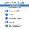 thumbnail image 6 of Jumbo Pint Low Rider™ Blanket Flower, 6 of 9