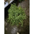 thumbnail image 6 of 6 inch pot- Curio Radicans very hardy easy care- Succulent hanging plant - Get Similar To Picture, 6 of 7