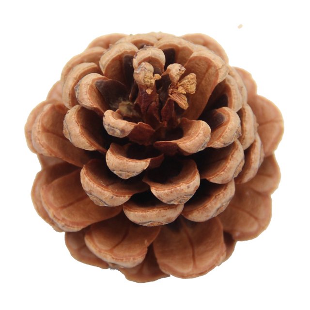 Conos de pino de Navidad - Decoraciones naturales de cono de pino de Acción de Gracias para Navidad / Decoración del hogar / Artesanía de bricolaje JAMW Sencillez