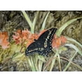 thumbnail image 2 of Lynnsy, B. 18x15 White Modern Wood Framed Museum Art Print Titled - Butterfly in Nature III, 2 of 4