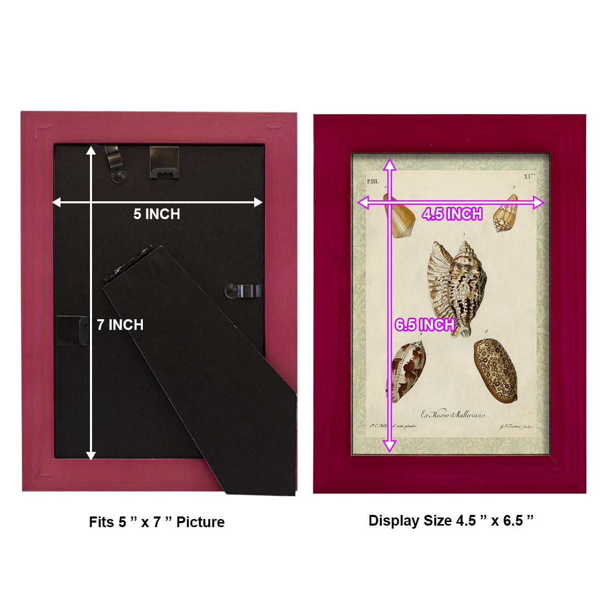 Bookplate Shells II - Framed Print w/glass - Cherry Red