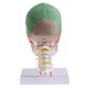 thumbnail image 4 of Modelo de Cabeza Humana Cráneo Sunnimix con Base Colorido, 4 of 6