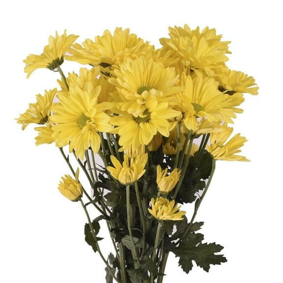 Daisies - 60 Stems of Yellow Farm Direct Fresh Cut Flowers by Bloomingmore