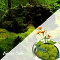 thumbnail image 2 of Moss Preserved Artificial Moss 8.8 oz Natural Fresh Green Moss for Craft Arts Floral Project Wall Decor Table Decor Wedding Centerpieces Garden Terrariums Decoration, 2 of 6