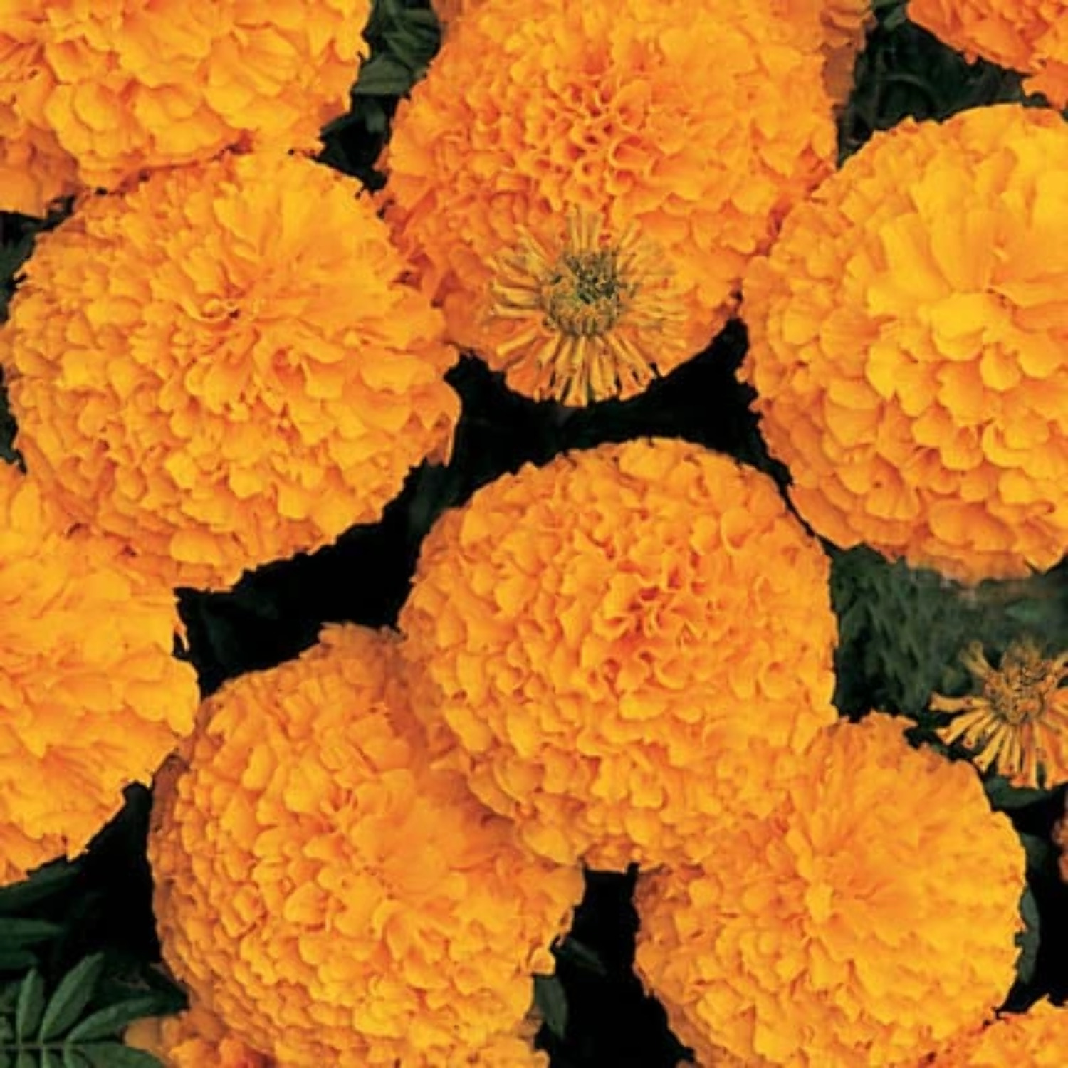 Marigold Inca II Orange F1 Seed