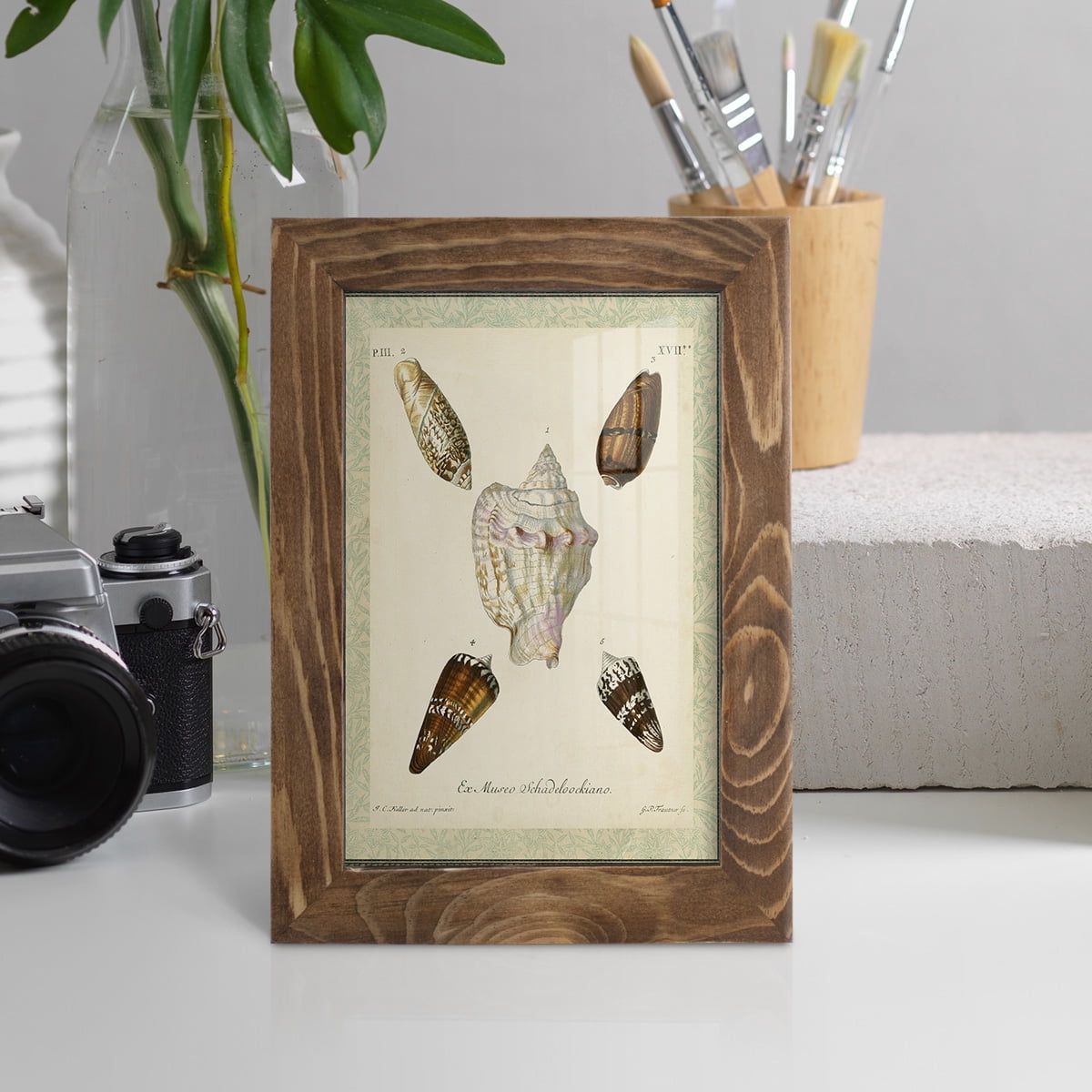 Bookplate Shells IV - Framed Print w/glass - Walnut