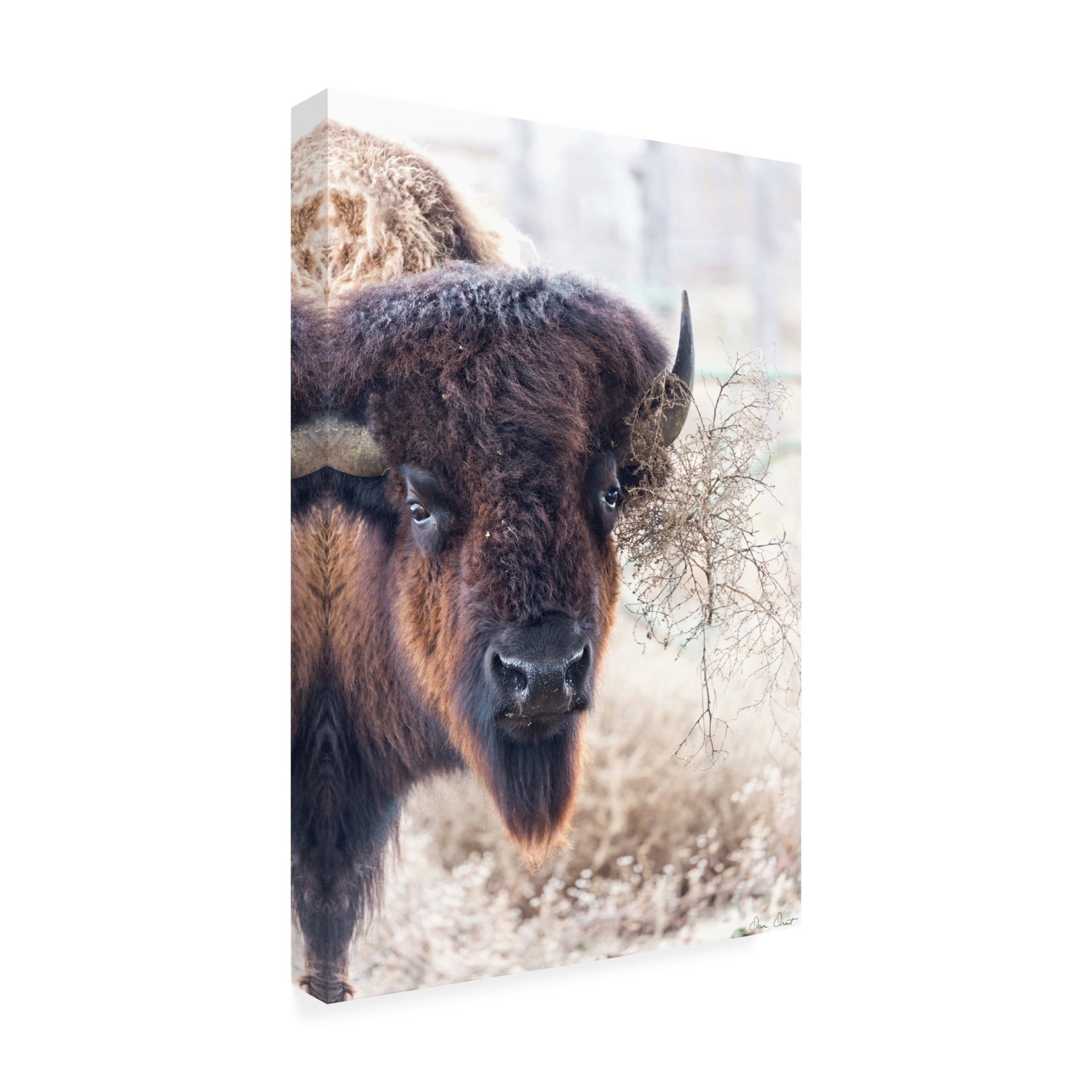Trademark Fine Art David Drost Standing Buffalo I Canvas Wall Art