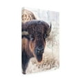 thumbnail image 4 of Trademark Fine Art David Drost Standing Buffalo I Canvas Wall Art, 4 of 4