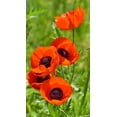 thumbnail image 5 of RedCrocus Prince of Orange Oriental Poppy - Vibrant Orange Flowers, Pollinator Attractant, Cut Flower, Garden Perennial, Full Sun, Well-Drained Soil  1 Quart, 5 of 16