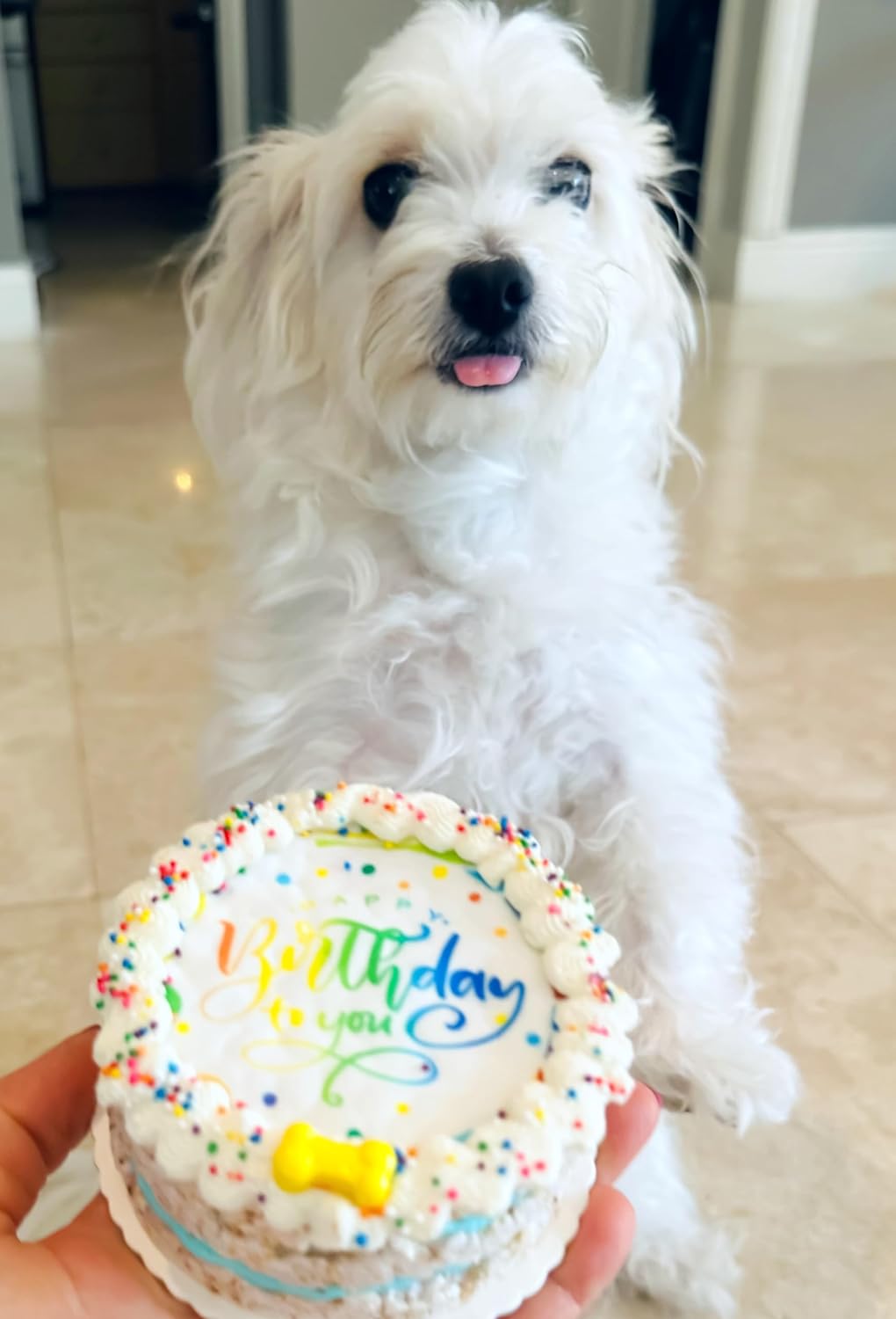 Where to Get a Birthday Cake for a Dog: Top Tasty Picks