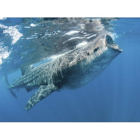 Whale Shark Feeding Off Coast of Isla Mujeres, Mexico Print Wall