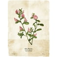 thumbnail image 2 of Villa, Mlli 12x14 White Modern Wood Framed Museum Art Print Titled - Flower Page, 2 of 4