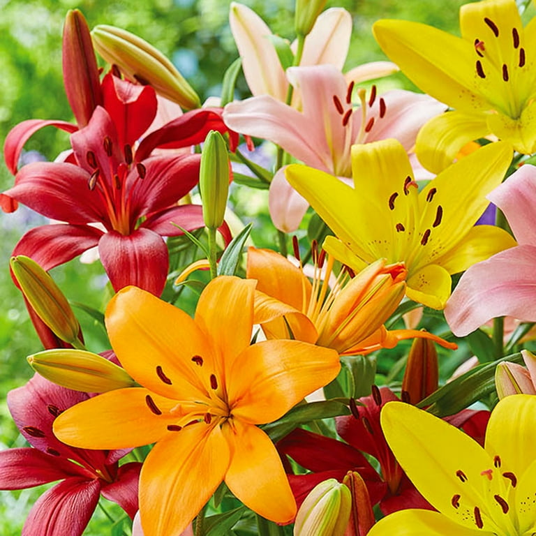 Van Zyverden Flowering Lily Bold Mix Dormant Bulb, Partial Van Zyverden Flowering Lily Bold Mix Dormant Bulb, Partial