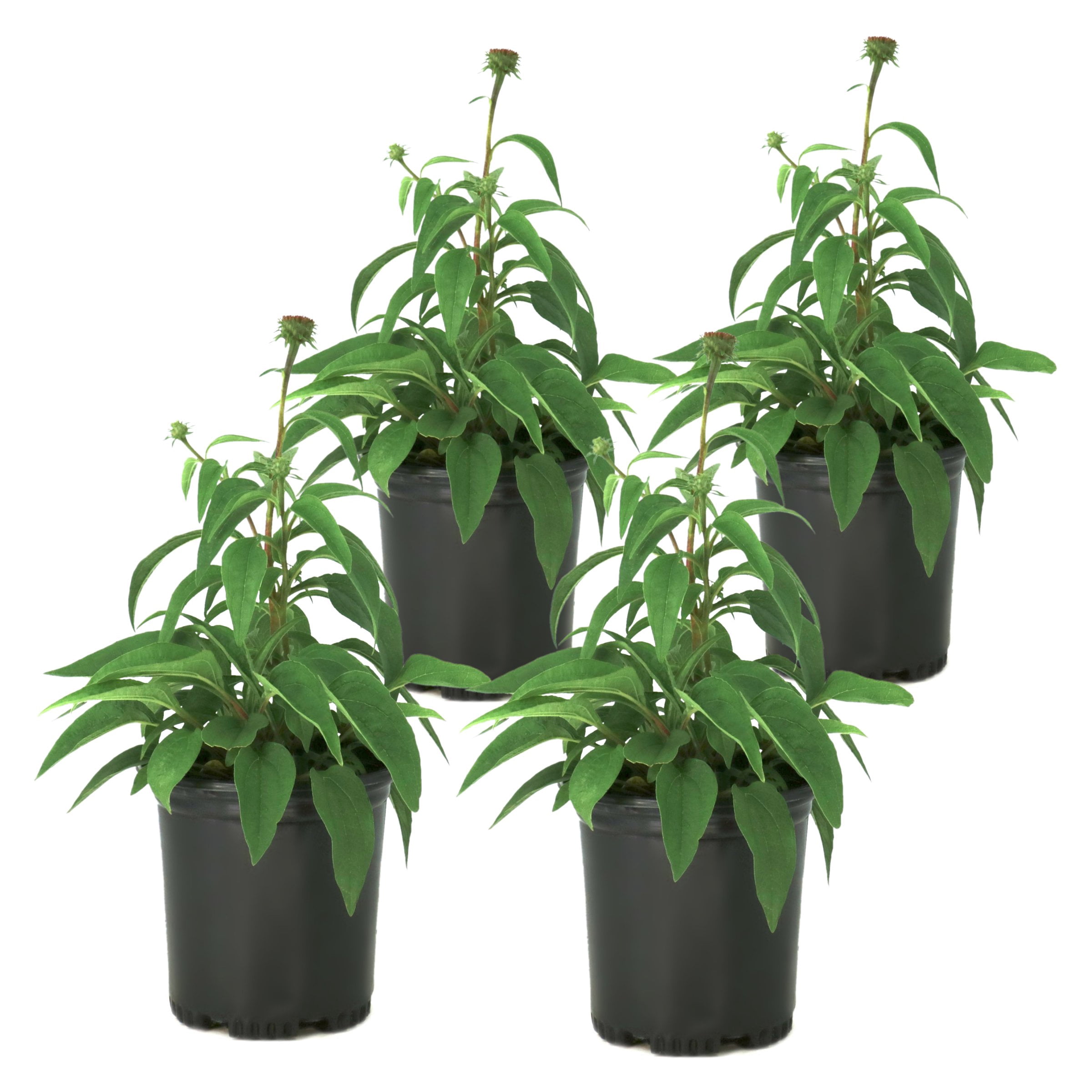 National Plant Network 1 gal. Coneflower Echinacea Purple Perennial Plant (8-Pack)