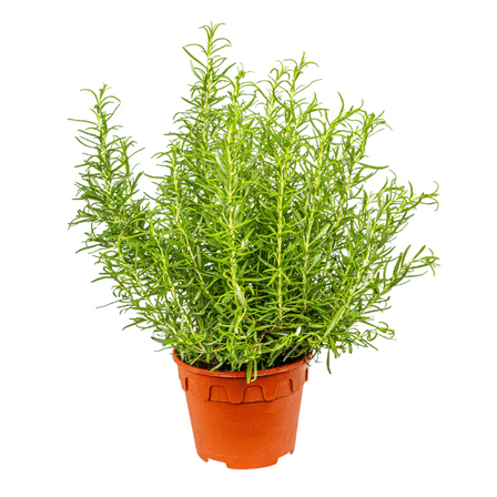 Rosemary Plants Live for Planting, Rosemary Live Plant Indoor Outdoor, 8 Inch Height
