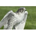 thumbnail image 2 of Paulson, Don 18x13 Black Ornate Wood Framed with Double Matting Museum Art Print Titled - USA,Washington,Seattle Close-up of Gyrfalcon, 2 of 4