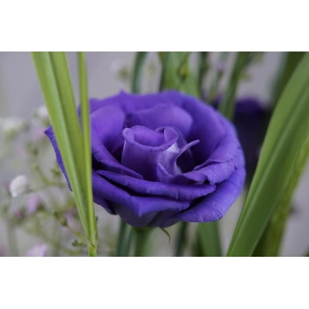 - LAMINATED POSTER Purple Festive Bloom Flower Blossom Bouquet Poster Print 24 x 36