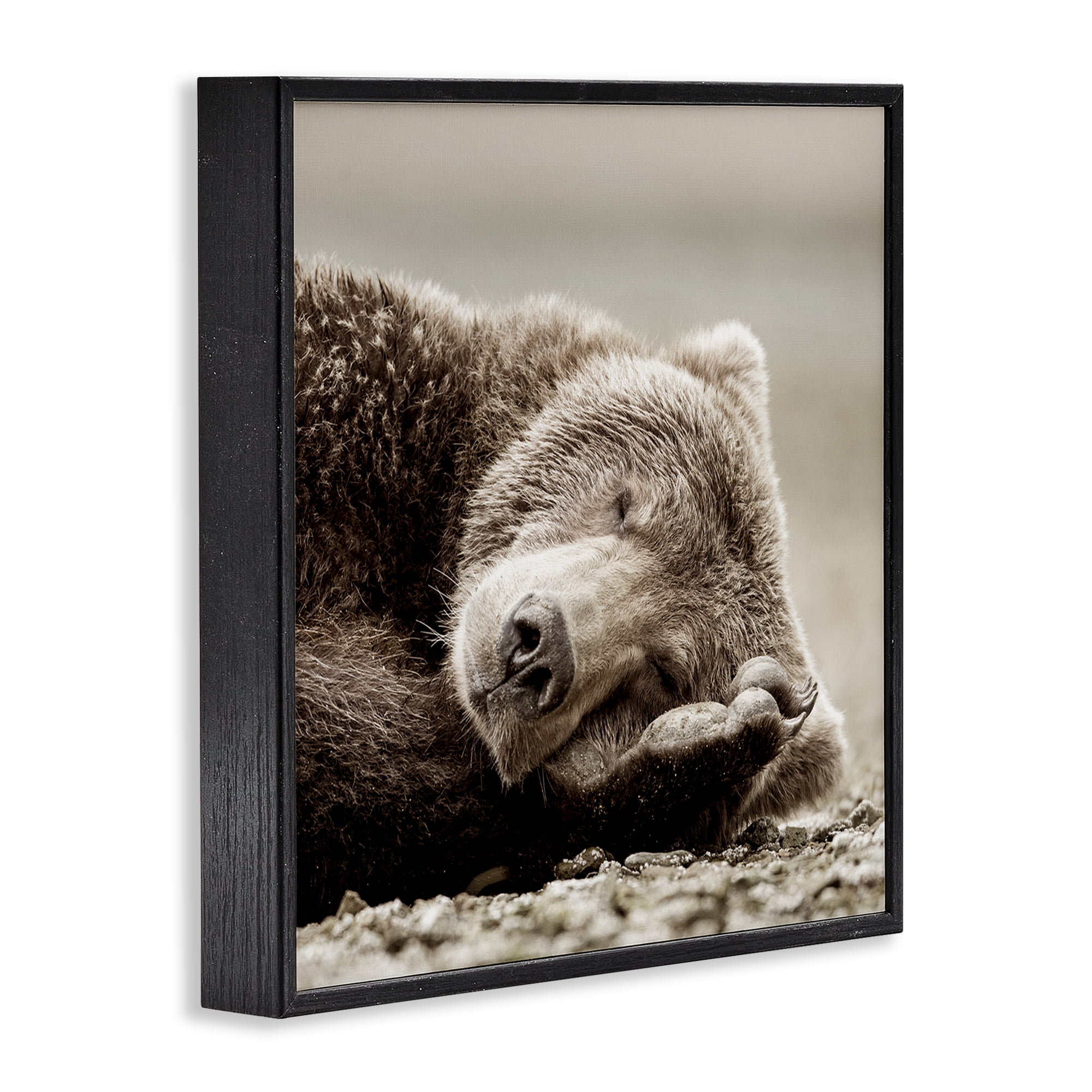 Stupell Industries Cozy Sleeping Bear Animals & Insects Photography Black Framed Art Print Wall Art, 17 x 17