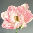 thumbnail image 3 of Jane, Sarah 20x20 Black Modern Framed Museum Art Print Titled - Pink Bloom, 3 of 5