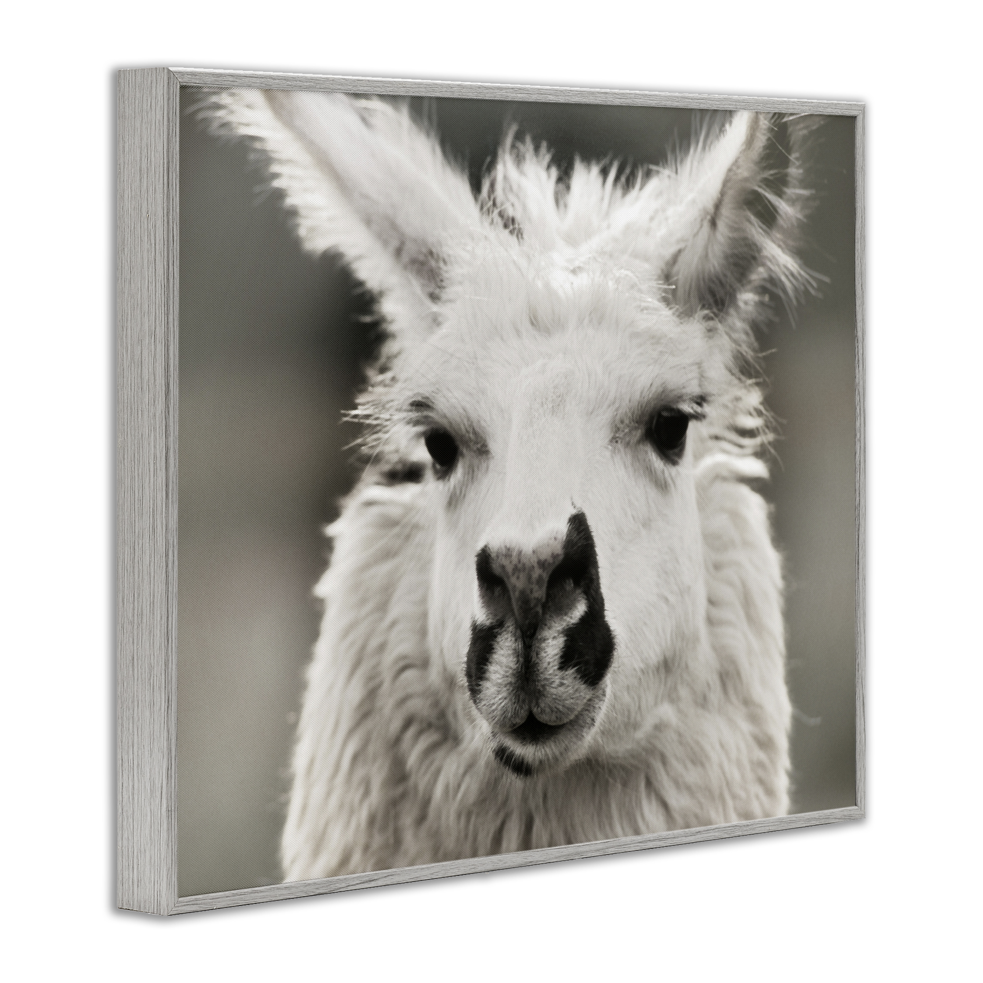 Stupell Industries Llama Gazing Portrait Animals & Insects Photography Gray Framed Art Print Wall Art, 30 x 24