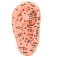 thumbnail image 2 of Modelo de punto de acupuntura auricular, modelo de zona refleja auricular, modelo de zona auricular, modelo de punto de acupuntura auricular, el mejor de su clase, 2 of 14