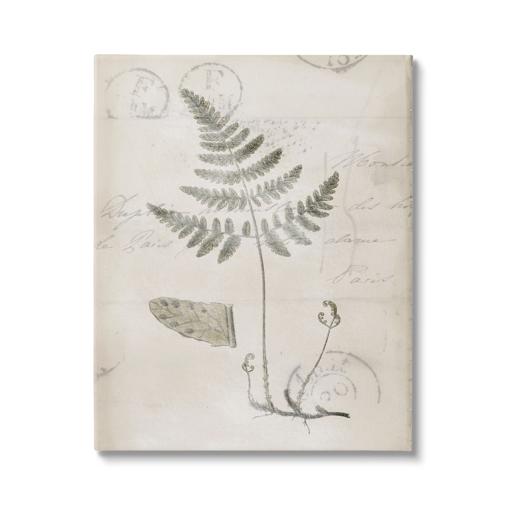 Stupell Industries Antique Fern Woodland Plant Study Botanical & Floral Drawing Gallery Wrapped Canvas Print Wall Art