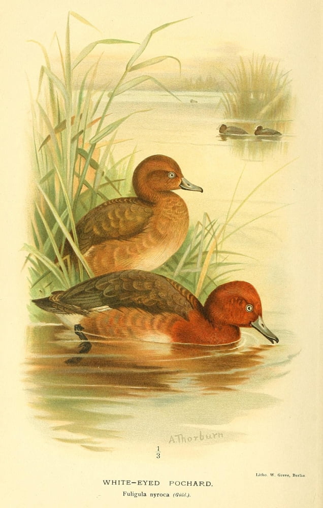 Birds Of The Britis
