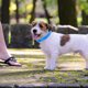 thumbnail image 4 of RENACLIPY 100Ud Collar Ajustable Para Cachorro Con Identificador Uso En Camada Color Azul, 4 of 7