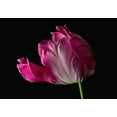 thumbnail image 2 of Reynolds, Richard 32x23 White Modern Wood Framed Museum Art Print Titled - Parrot Tulip, 2 of 4