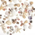 Counch Shell Fish Sinkoo 1000 Pcs Mini Seashells and Starfish, Natural, Beach Decor ...