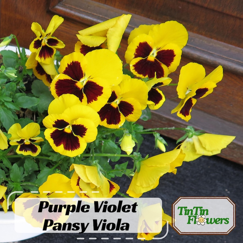 25 Purple Violet Pansy Viola Seeds - Cold and Draft Resistant - Open and Self-Pollinating - Ideal for Late Summer or Spring Planting