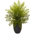 thumbnail image 1 of Plante à Cheveux Vierge en Pot de Céramique Noire, 1 of 1