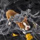 thumbnail image 5 of Ropa de Halloween para mascotas, disfraz de araña grande, disfraz de perro, disfraz de mascota, disfraz divertido., 5 of 5