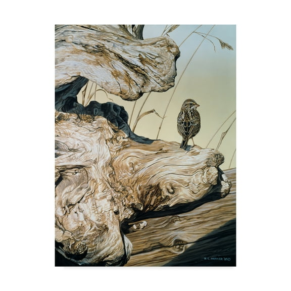 Trademark Fine Art 'Driftwood' Canvas Art by Ron Parker
