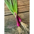 thumbnail image 4 of TomorrowSeeds - Red Beard Spring Onion Seeds - 1500+ Count - For 2026 Planting Purple Scallion, 4 of 10