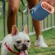 thumbnail image 2 of Retractable for small dogs, retractable dog leashes, retractable leashes for dogs, retractable leashes for small dogs, 2 of 4