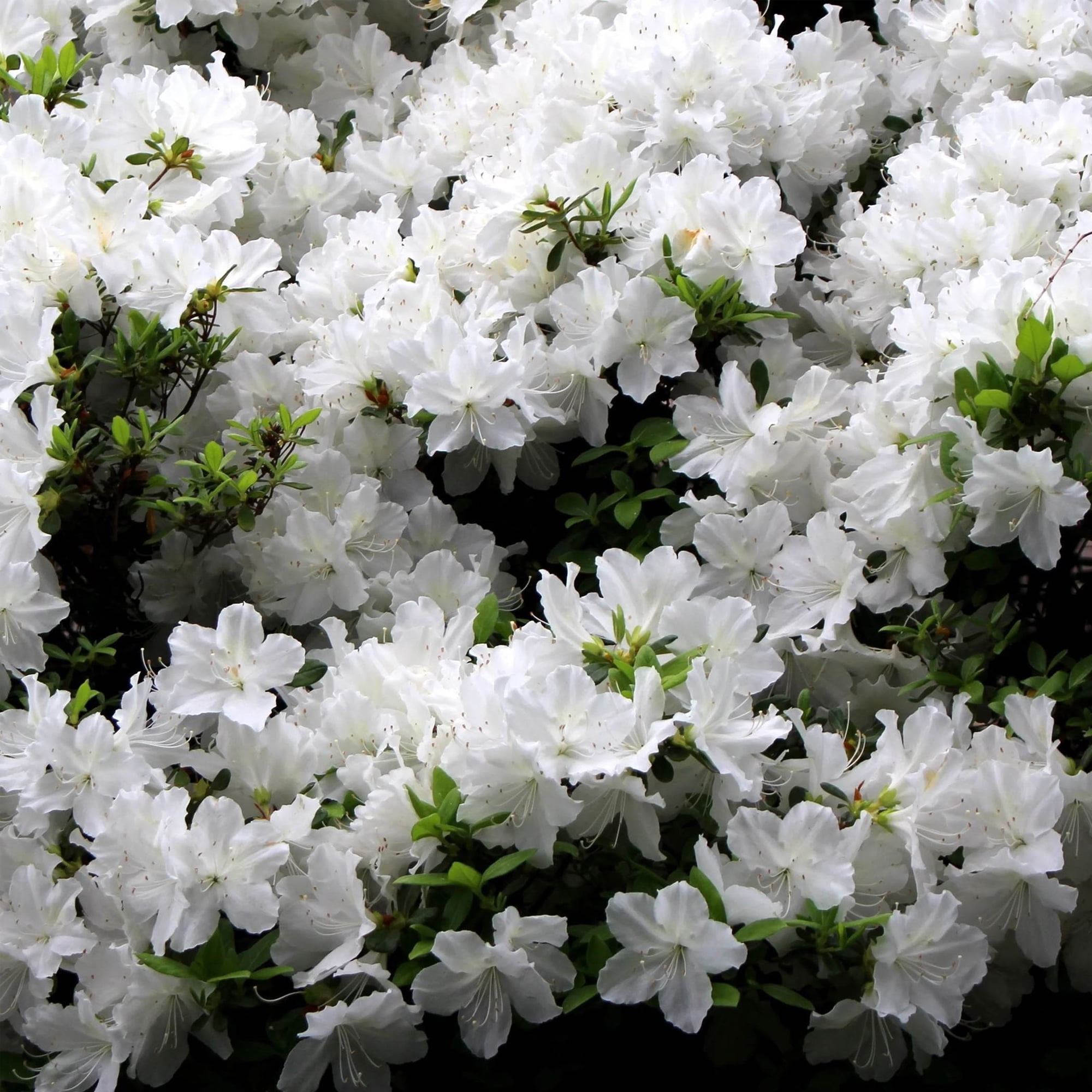 Azalea Delaware Valley Live Shrub