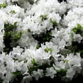 thumbnail image 3 of Azalea Delaware Valley Live Shrub, 3 of 8
