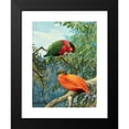 thumbnail image 2 of Allan Brooks 19x24 Black Modern Framed Museum Art Print Titled - Fijian Lory and Orange Dove (1929-1932), 2 of 5
