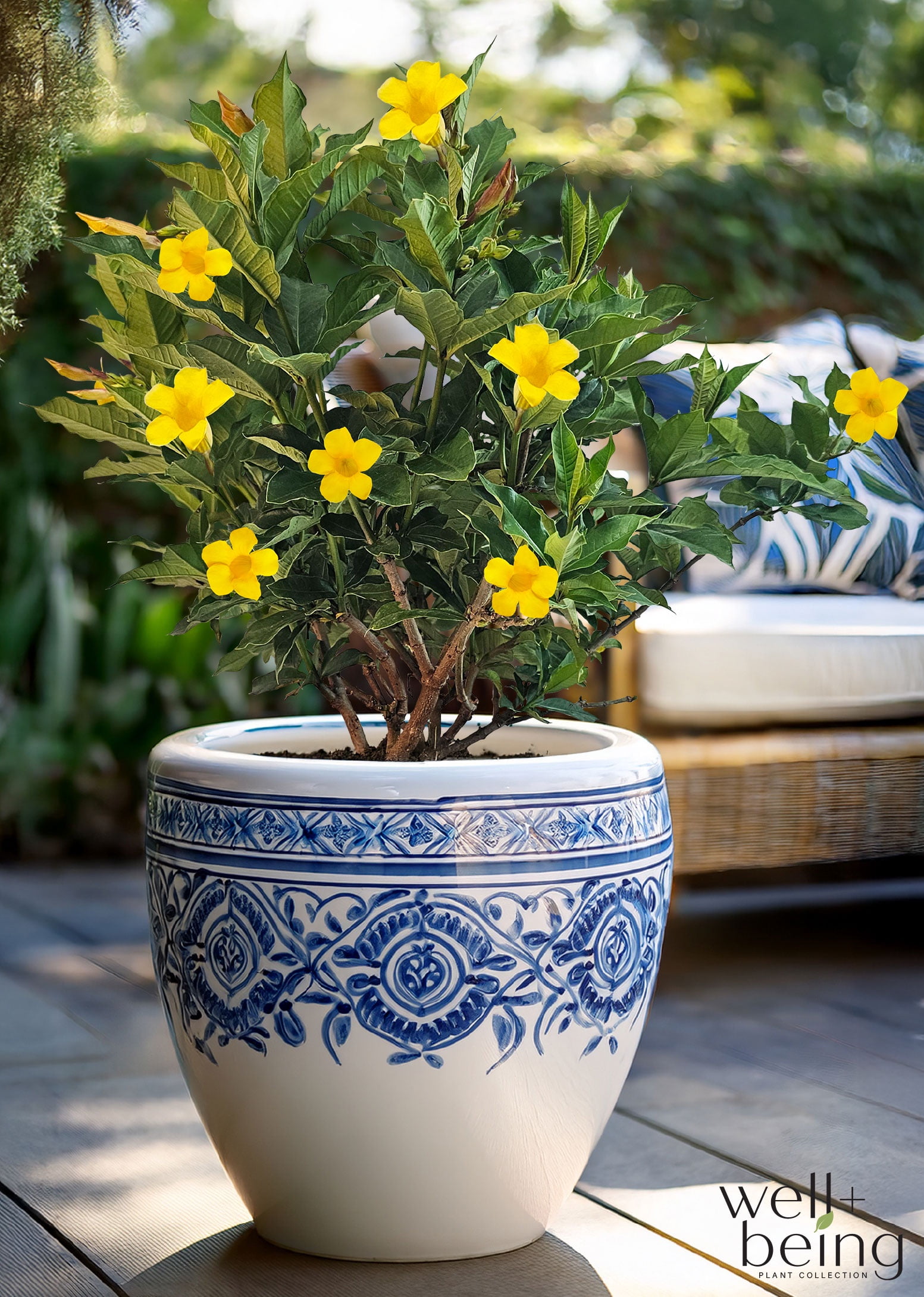 Nature's Way Farms Allamanda Bush Outdoor Live Plant (25-30 in. Tall) in Grower Pot May Ship Without Flowers