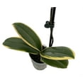 thumbnail image 2 of Chia E Yenlin Phalaenopsis 'Variegata' Orchid - Variegated Leaves - 3.5" Pot, 2 of 3