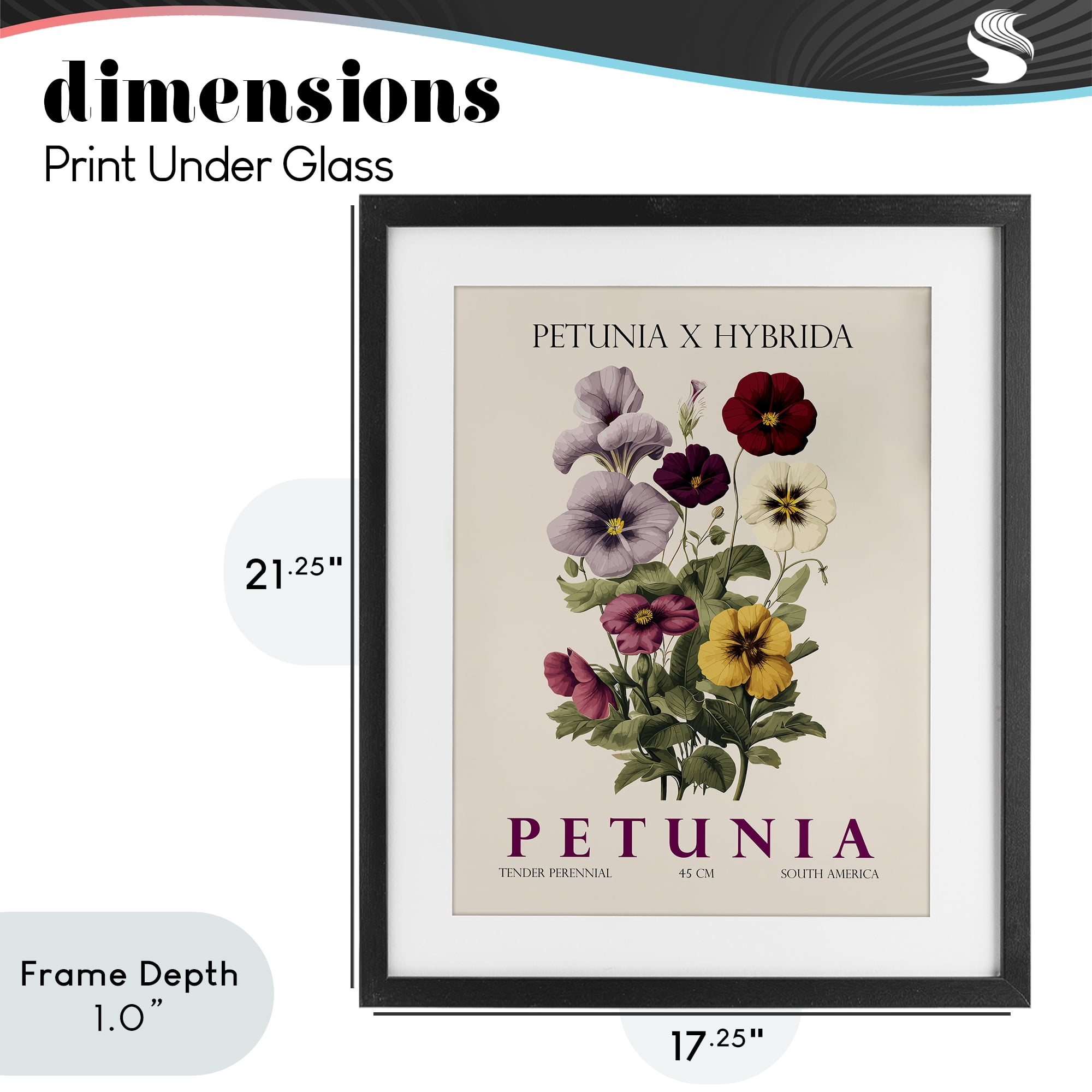 Stupell Industries Natural Petunia Bundle Black Framed Print Under Glass, design by Christopher Giampietro