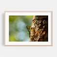 thumbnail image 2 of Praying Mantis Praying - Coco Guanacaste Province Costa Rica Photography Insect Nature Wildlife Forest Botanical Woodland Animal Unframed Wall Art Print 20 x 28 inches, 2 of 7