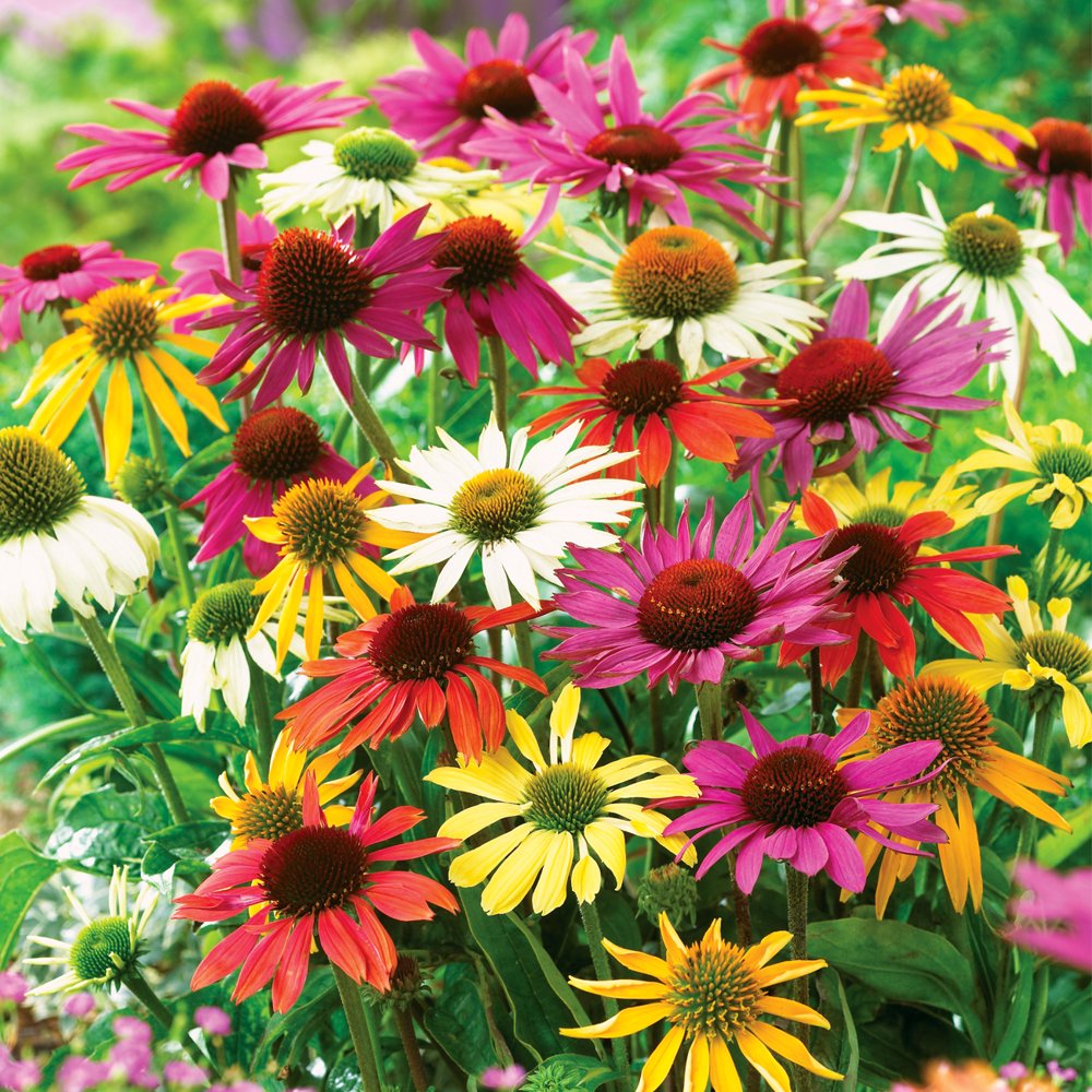 Van Zyverden Echinacea Butterfly Mix Dormant Plant Root Van Zyverden Echinacea Butterfly Mix Dormant Plant Root