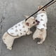 thumbnail image 3 of Un chaleco de oso, ropa para mascotas, ropa para gatos, ropa para perros, chaleco de lucha, pijamas para casa de perros, cuerpo de 20cm, 3 of 4