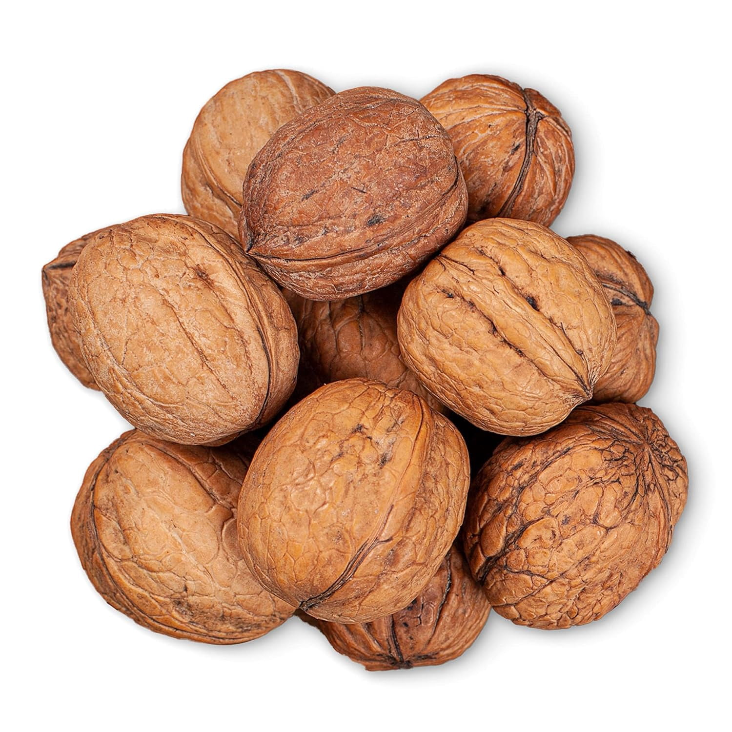 Food to Live Jumbo Walnuts in Shell, 4 Pounds – California Chandler Variety. Fresh, Raw, Kosher, Bulk